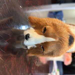 Stuffed begal desk   Decoration